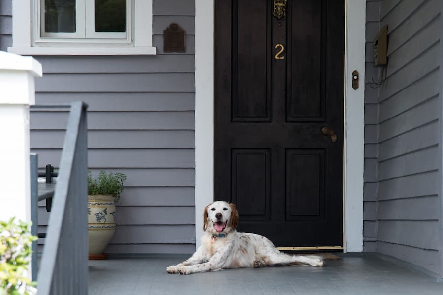 doors & dogs